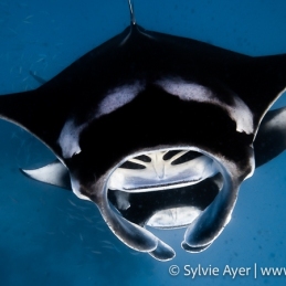 ©-Sylvie-Ayer-Maldives-Reef-Manta-Feeding-2