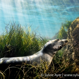 ©-Sylvie-Ayer-Mexico-Los-Cedros-California-sea-lion-Zalophus-californianus