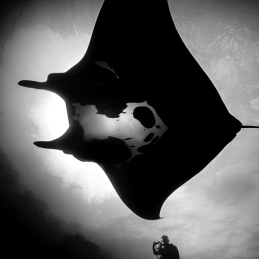 ©-Sylvie-Ayer-Mexico-Socorro-oceanic-manta-ray-Mobula-birostris-2
