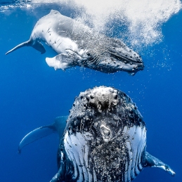 ©-Sylvie-Ayer-Tonga-Humpack-Whale-with-calf