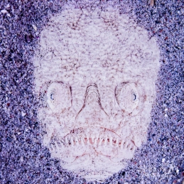 ©-Sylvie-Ayer-indonesie-komodo-stargazer