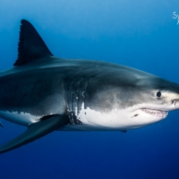 ©-Sylvie-Ayer-mexico-guadalupe-great-white-shark