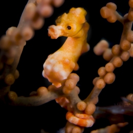 ©-Sylvie-Ayer-Indonesia-Raja-Ampat-Denis-pygmy-seahorse-Hippocampus-denise
