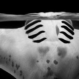 2013-12-29_Fesdu-Lagon-Ari-Maldives
