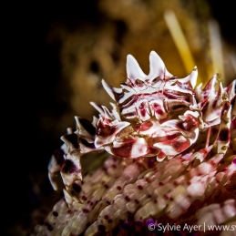 ©-Sylvie-Ayer-Indonesia-Komodo-Zebra-urchin-crab