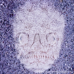 ©-Sylvie-Ayer-Indonesia-Komodo-Stargazer