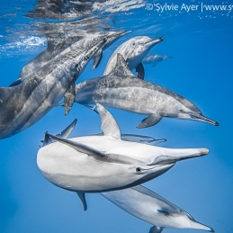 ©-Sylvie-Ayer-Egypte-Dolphins