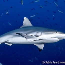 ©-Sylvie-Ayer-Maldives-grey-reef-shark-Carcharhinus-amblyrhynchos