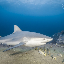 ©-sylvie-ayer-Mexique-Cabo-Pulmo-Bullshark
