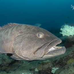 ©-sylvie-ayer-mexique-lcabo-pulmo-big-grouper
