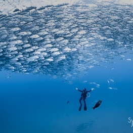 ©-Sylvie-Ayer-Mexique-Basse-Californie-Cabo-Pulmo-school-of-jack