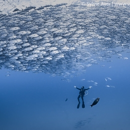 ©-Sylvie-Ayer-Mexique-Basse-Californie-Cabo-Pulmo-school-of-jack