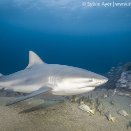 ©-Sylvie-Ayer-Mexique-Basse-Californie-Cabo-Pulmo-REquin-Bouledogue