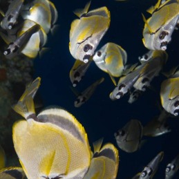 ©-Sylvie-Ayer-Costa-Rica-Cocos-Isand-Johnrandallia-nigrirostris