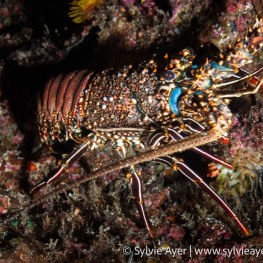 ©-Sylvie-Ayer-Costa-Rica-Cocos-Island-Spiny-lobster-Panulirus-penicillatus