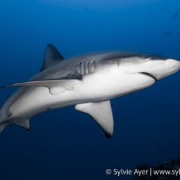 ©Sylvie-Ayer-Coco-Island-Costa-Rica-galapagos-shark-3