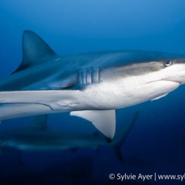 ©Sylvie-Ayer-Coco-Island-Costa-Rica-galapagos-shark