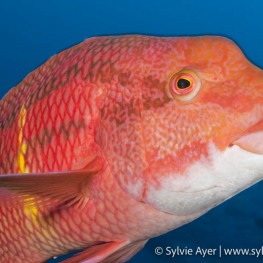 ©Sylvie-Ayer-Coco-Island-Costa-Rica-mexican-hogfish