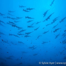©Sylvie-Ayer-Coco-Island-Costa-Rica-scalloped-hammerhead-sharks-5
