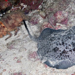 ©Sylvie-Ayer-Coco-Island-Costa-Rica-sting-ray-and-cigale