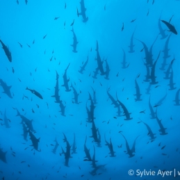 ©Sylvie-Ayer-Coco-Island-Costa-Rica-scalloped-hammerhead-sharks