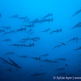 ©Sylvie-Ayer-Coco-Island-Costa-Rica-scalloped-hammerhead-sharks