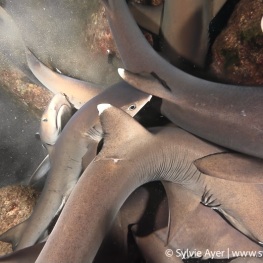 ©-Sylvie-Ayer-Coco-Island-Costa-Rica-whitetip-sharks-3