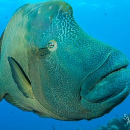 @-Sylvie-Ayer-Egypte-Napoleon-fish