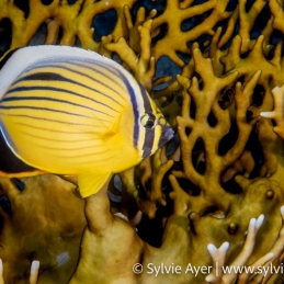 ©-Sylvie-Ayer-Egypte-Blacktail-butterflyfish-Chaetodon-austriacus