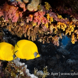 ©-Sylvie-Ayer-Egypte-Blue-cheeked-butterflyfish-Chaetodon-semilarvatus