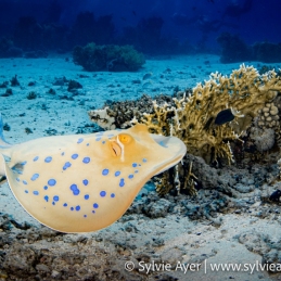 ©-Sylvie-Ayer-Egypte-Blue-spotted-ray-Taeniura-lymma