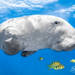 ©-Sylvie-Ayer-Egypte-Dugong-2
