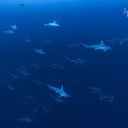 ©-Sylvie-Ayer-Egypte-hammerhead-shark
