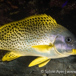 ©-Sylvie-Ayer-Egypte-Red-sea-Blackspotted-rubberlip-Plectorhinchus-gaterinus