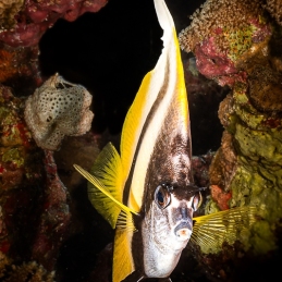 ©-Sylvie-Ayer-Egypte-Red-sea-bannerfish