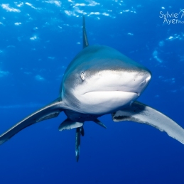 ©-Sylvie-Ayer-Egypte-Requin-oceanique-Carcharhinus-longimanus