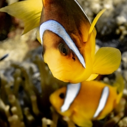 ©-Sylvie-Ayer-Egypte-Two-banded-anemonefish-Amphiprion-bicinctus