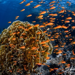 ©-Sylvie-Ayer-Egypte-anthias-lyretail-Pseudanthias-squamipinnis