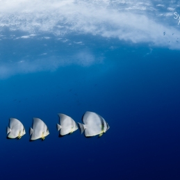 ©-Sylvie-Ayer-Egypte-batfish