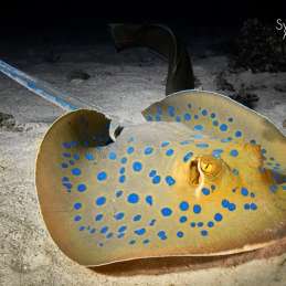 ©-Sylvie-Ayer-Egypte-blue-spotted-ray