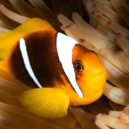 ©-Sylvie-Ayer-Egypte-clown-fish