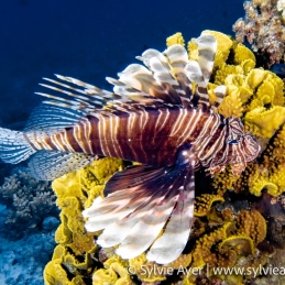 ©-Sylvie-Ayer-Egypte-common-lionfish-Pterois-volitans