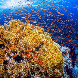 ©-Sylvie-Ayer-Egypte-coral-and-anthias