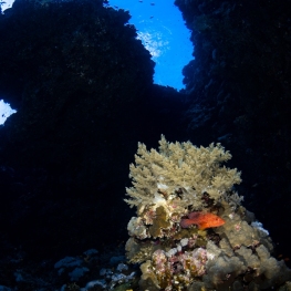 ©-Sylvie-Ayer-Egypte-coral-grouper-