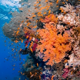 ©-Sylvie-Ayer-Egypte-corals-and-anthias