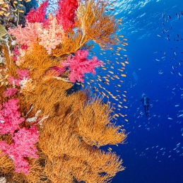 ©-Sylvie-Ayer-Egypte-corals-and-fishes
