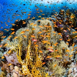 ©-Sylvie-Ayer-Egypte-corals-fishes