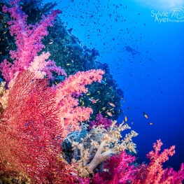 ©-Sylvie-Ayer-Egypte-corals