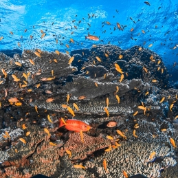 ©-Sylvie-Ayer-Egypte-coralsand-fishes