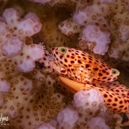 ©-Sylvie-Ayer-Egypte-crab